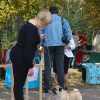 Лучший Кобель выставки, класс чемпионов ARCHIBALD SWEET PUG UA - САС