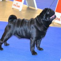 Класс чемпионов кобель LYUTIK LAMIART S KIEVSKOY RUSI - отлично-3
