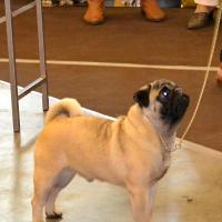 Юниор кобель PUGBULLY KNOCKOUT - отлично-3