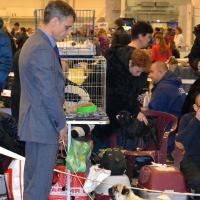 Класс чемпионов кобель ARCHIBALD SWEET PUG UA - RCAC, RCACIB