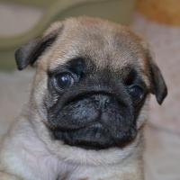 42 дня