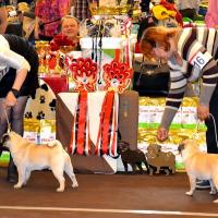 Лучш. беж. кобель юниор ORCHIDS DE ORO FANTASY VALOR и Лучш. юниор окраса FANTASY LOLITA GOLDEN PUG