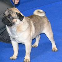 открытый класс кобель EL-FAYUM TAMERLAN FOR GOLDEN PACK - отлично-3