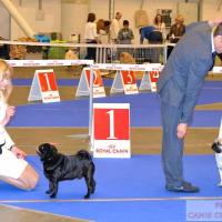 открытый класс кобели HABENERO DE JAVU GLINTWEIN и ARCHIBALD SWEET PUG UA (САС)