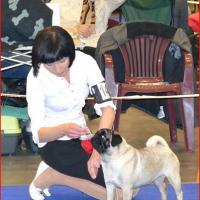 Интермедия сука CANIS CELEBRI MARIA MIRABELA - отлично-4