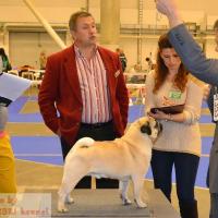 Лучший Кобель, открытый класс ARCHIBALD SWEET PUG UA - CAC