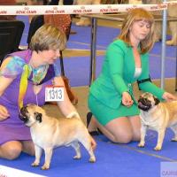 Интермедиа кобели HABENERO DE JAVU TANNER и PUGBULLY NORTHERN LIGHT (САС)