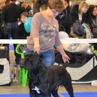 кобель класс чемпионов VITO NERO NUESTROS AMIGOS - Отл.3