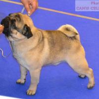 открытый класс кобель EL-FAYUM TAMERLAN FOR GOLDEN PACK 