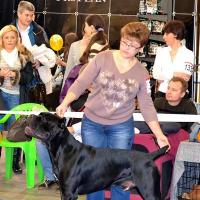 кобель класс чемпионов VITO NERO NUESTROS AMIGOS - Отл.3