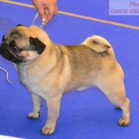 открытый класс кобель EL-FAYUM TAMERLAN FOR GOLDEN PACK 