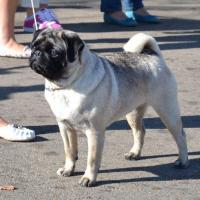 1 год