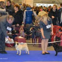 Класс чемпионов суки