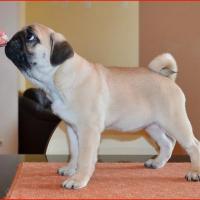 3,5 месяца