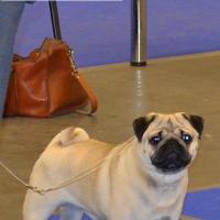 ВОВ - открытый класс кобель ARCHIBALD SWEET PUG UA