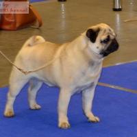 ВОВ - открытый класс кобель ARCHIBALD SWEET PUG UA