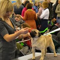 Интермедия лучший кобель PUGBULLY NORTHERN LIGHT - САС