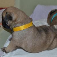 22 days