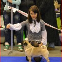 Интермедия кобель CANIS CELEBRI MUNCHHAUSEN - отлично-3