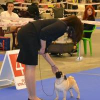 Класс чемпионов сука ATTACCO PULCHERRIMUS GA-BO
