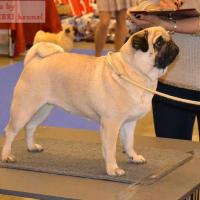 Лучшая сука класс чемпионов MONTES AURI OLIVIA LA VICTORIA - CAC, RCACIB