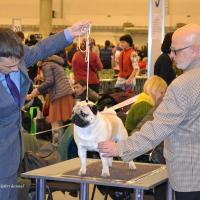 ВОВ класс чемпионов кобель ARCHIBALD SWEET PUG UA - CACIB