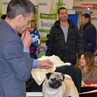 Лучший Юниор окраса кобель BRUNO SWEET PUG UA - ЮСАС, ЮЧ породы