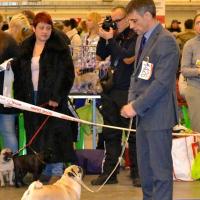 ВОВ класс чемпионов кобель ARCHIBALD SWEET PUG UA - CACIB