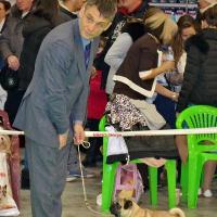 Лучший Юниор окраса кобель BRUNO SWEET PUG UA - ЮСАС, ЮЧ породы
