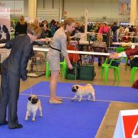 откр. класс суки ANABEL FROM KLONDIKE OF BEST (САС, RCACIB) и BORA-BORA FOR VENTI VOCANTES IGROLEND