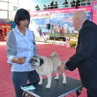 Лучший Ветеран Выставки кобель DIAMANT MY ROYAL PRESENT 