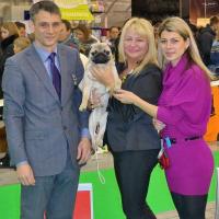 Лучший Юниор окраса кобель BRUNO SWEET PUG UA - ЮСАС, ЮЧ породы