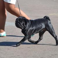 открытый класс кобель CHUDO CHUDNOE ISKUSITEL’ - отлично без титула