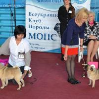 Ветераны кобели - расстановка
