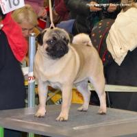 Интермедия кобель TANGETOPPEN`S NO MORE NO LESS -RСАС