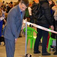 Открытый класс сука AGRIPINA SWEET PUG UA - RCAС