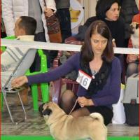 Интермедия кобель CANIS CELEBRI MUNCHHAUSEN - отлично-4