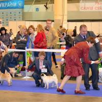 Сравнение сук на CACIB