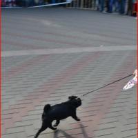 Бэст 9 группы - Зафира вошла в 5 лучших