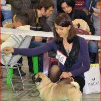 Интермедия кобель CANIS CELEBRI MUNCHHAUSEN - отлично-4
