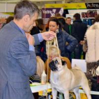 Класс чемпионов лучший кобель ARCHIBALD SWEET PUG UA - САС