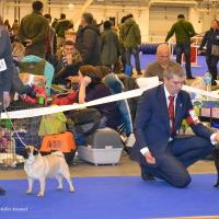 Класс чемпионов суки