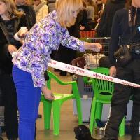 Класс чемпионов сука CAMUSE DE LUXE BIATE - RCAC, RCACIB