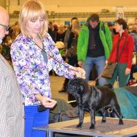 Класс чемпионов сука CAMUSE DE LUXE BIATE - RCAC, RCACIB