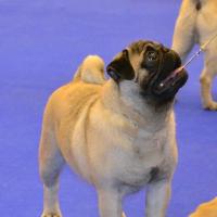Юниор кобель PUGBULLY KNOCKOUT - отлично-2