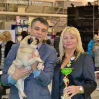 Лучшая Сука Окраса Чемпион Породы AGRIPINA SWEET PUG UA - САС