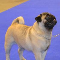 Юниор кобель PUGBULLY KNOCKOUT - отлично-2