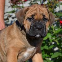 Fawn girl Radamira 45 days / палевая девочка Радамира 45 дней