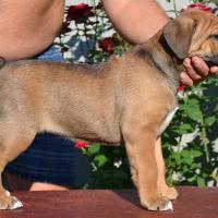 Fawn girl Radamira 45 days / палевая девочка Радамира 45 дней