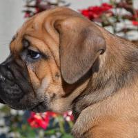 Fawn girl Radamira 45 days / палевая девочка Радамира 45 дней